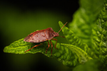 Macro photograph of Otiorhynchus sulcatus (Vine Weevil). Native to Europe but common in North America as well. It is a pest of many garden plants