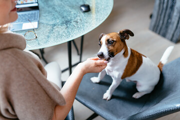 Mature woman with Jack Russell Terrier dog at table in office. - obrazy, fototapety, plakaty
