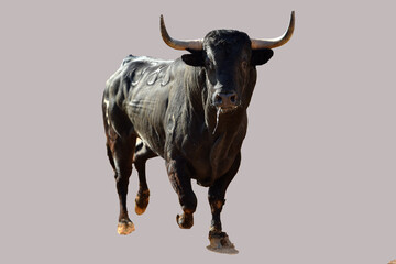 toro tipico español con grandes cuernos - obrazy, fototapety, plakaty