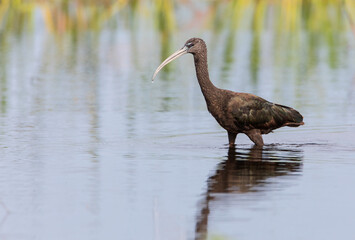 Glossy ibis (Plegadis falcinellus) standing in marsh field at lake Kissimmee, Florida, USA