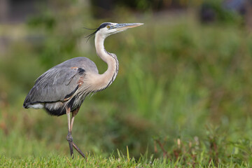 Great blue heron (Ardea herodias) at Lake Morton, Florida, USA