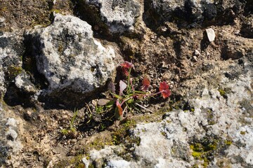 Wild geranium plant with red and green leaves  among ancient stone fragments