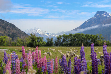 New Zealand sheep and mountain landscape with lupin flowers  - obrazy, fototapety, plakaty