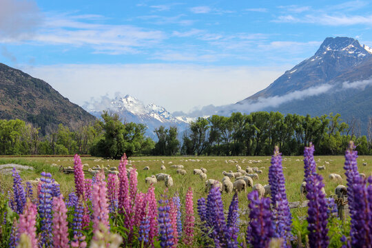 New Zealand sheep and mountain landscape with lupin flowers 