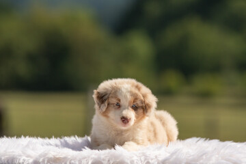 Portrait d'un chiot de race berger australien dans un élevage