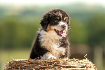 Portrait d'un chiot de race berger australien dans un élevage © Alexandre