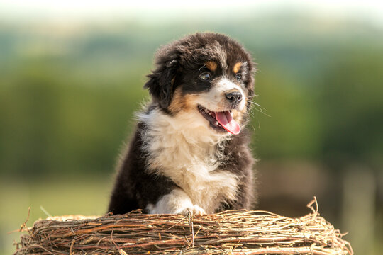 Portrait d'un chiot de race berger australien dans un &eacute;levage