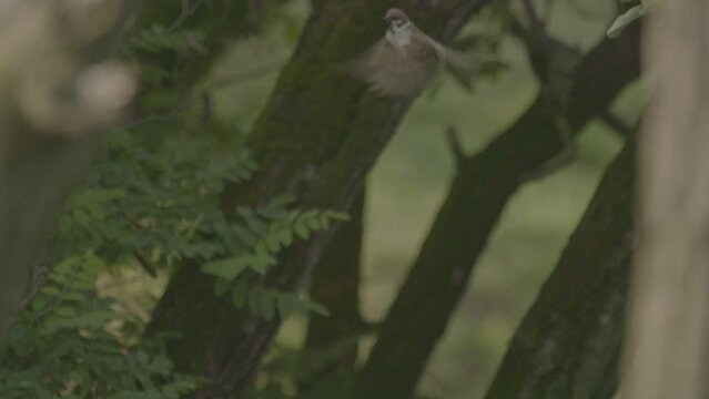 House Sparrow (Passer Domesticus) Flying On A Tree Branch