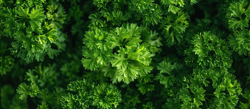 A close up photograph showcasing the vibrant and curly leaves of parsley plants in a lush garden.