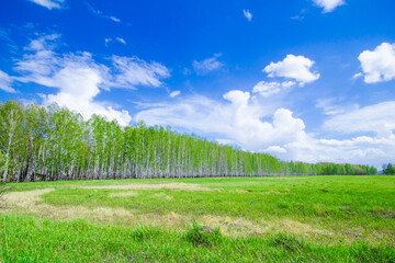 birch forest against a background of a bright blue sky at sunrise, early spring with lush greenery