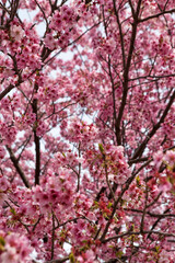 Japanese Cherry Blossom Sakura Masturi 04