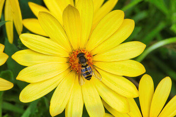 Close-up of a striped bee in the center of a bright yellow flower.