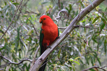 King Parrot is sitting on a branch looking over.