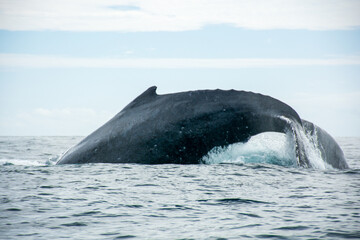 Photograph of a humpback whale jumping in the sea off Cabo San Lucas, Baja California, Mexico.