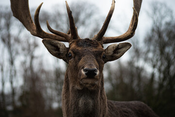 Kopf eines Damhirsch