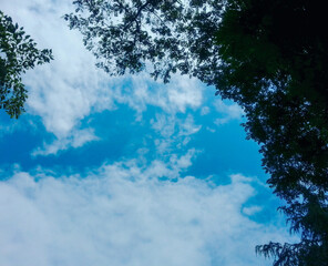 cloudy sky and trees