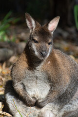 Wallaby resting