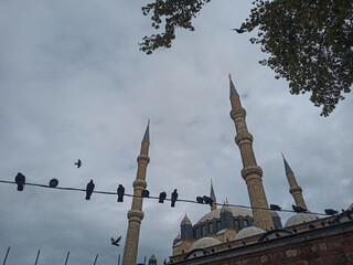 mosque and pigeons
