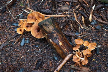 Mushroom Moss in Wet Forest