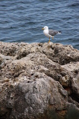 Majestic seagull perched on the rocks of Portinho da Arrábida, standing out against the blue ocean. A serene scene from Portuguese nature.