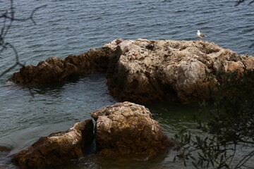 Majestic seagull perched on the rocks of Portinho da Arrábida, standing out against the blue ocean. A serene scene from Portuguese nature.