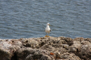 Majestic seagull perched on the rocks of Portinho da Arrábida, standing out against the blue ocean. A serene scene from Portuguese nature.