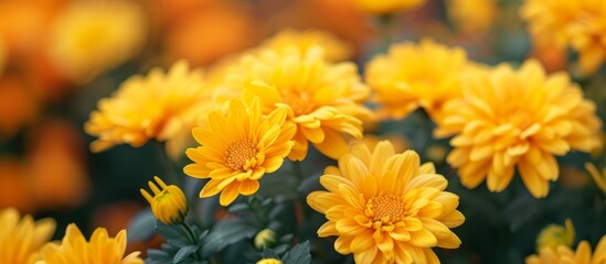 Obraz premium Beautiful cluster of vibrant yellow flowers blooming in the garden under the sunlight
