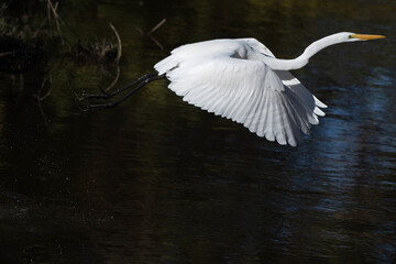 Great Egret Flying by with Water Drops Trailing