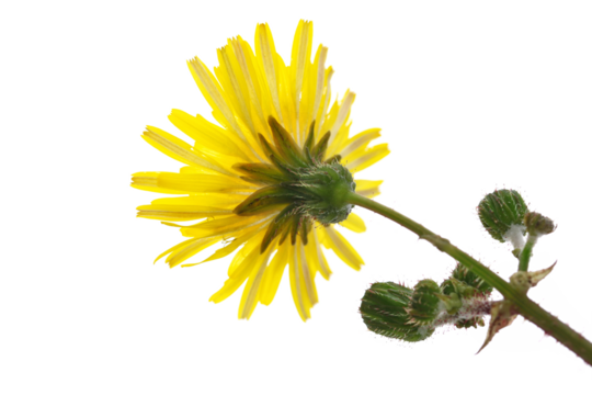 Dandelion fresh yellow flower isolated on white, (Taraxacum officinale) 