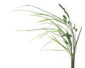 Green grass isolated on white, clipping path
