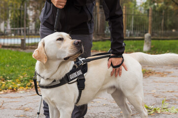 Blind woman in the company of her loyal guide dog safely and relaxed walking along a city park.