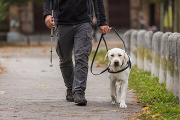 Blind man with a white cane walking in the city park with his guide dog, on the autumn day....