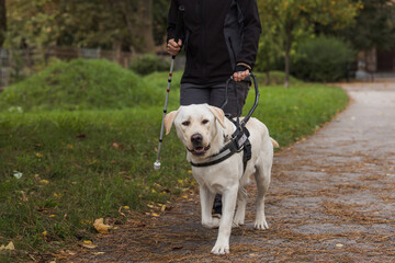 Visually impaired woman walking along city park with a guide dog assistance. Loyal companions for blind people concept.