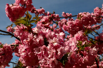 Pink Cherry Blossoms