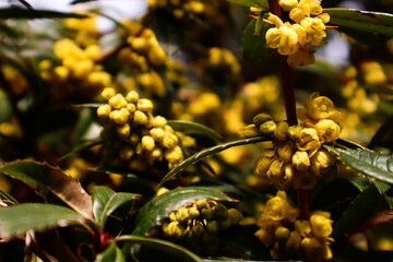 Berberis julianae winter green barberry flowers. Yellow flowers.