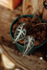 Dark green Alocasia plant