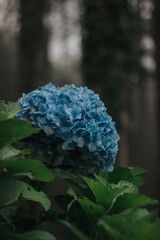 Hydranhea flower in the forest