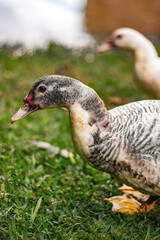 goose on the grass