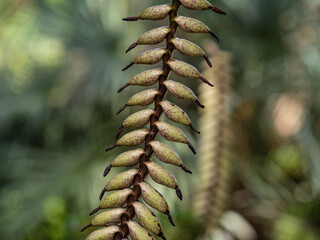seeds of Vriesea plant in garden on Tenerife.