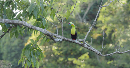 wide shot of a keel-billed toucan perching in a tree at boca tapada of costa rica
