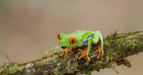 a red-eyed tree frog resting on a mossy branch in costa rica