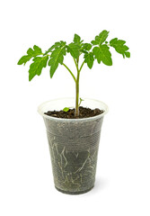 a small seedling of a tomato plant in a used plastic cup on a white background