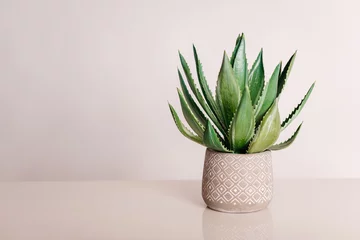 Papier Peint photo Cactus artificial aloe flower in a beautiful gray pot on a light background