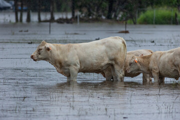 Charolais beef cattle standing calmly in their flooded paddock on a genuine inner city farm after...