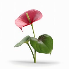 realistic single,Anthurium,side view,white background,high detail, 8k,--ar 3 4