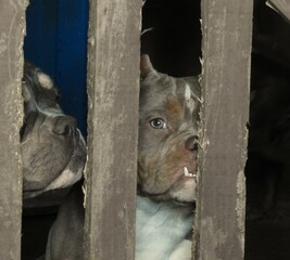 dog in a cage