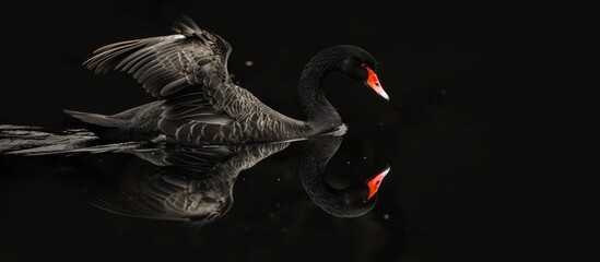 A water bird, with black feathers and a long neck, gracefully glides across the dark water, its image reflected below. A stunning event in nature