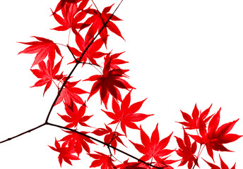 red maple leaves leaves isolated
