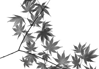 White black maple leaves leaves isolated