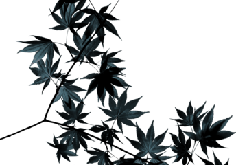 Dark maple leaves leaves isolated